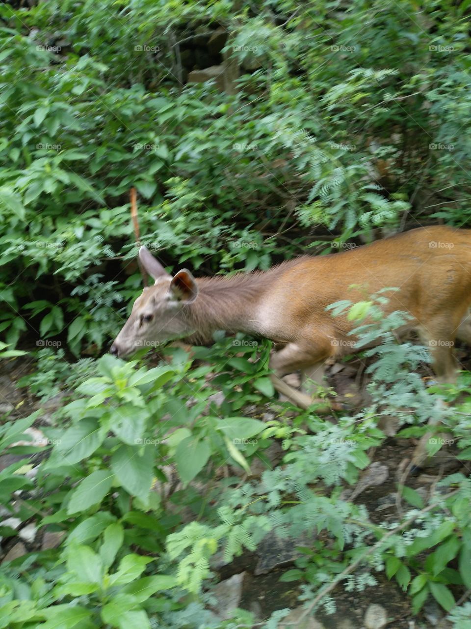 deer in the wilderness