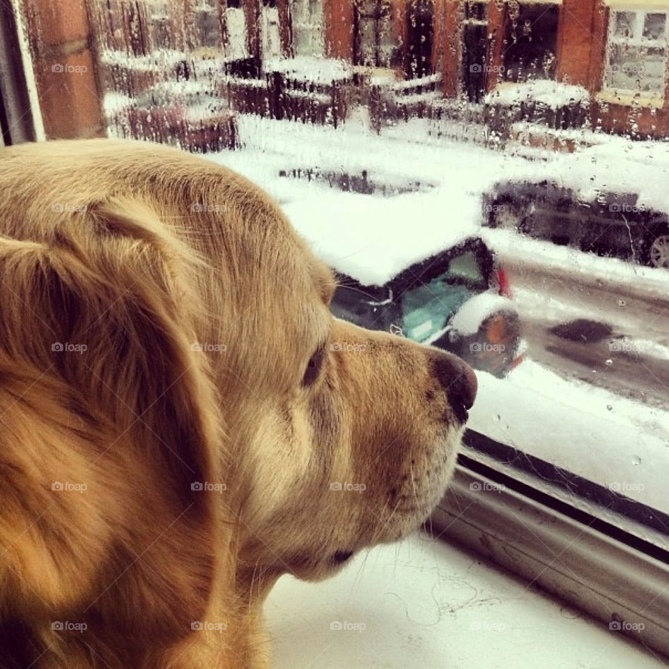 Handsome golden retriever looking at the window