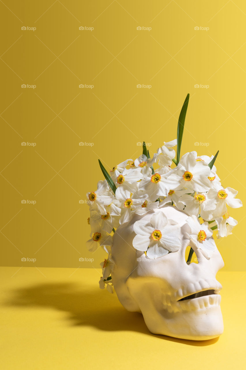 Narcissus flowers coming from the white skull. Yellow background