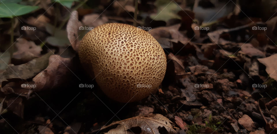 Earthen puffball, more fungus entering its spore releasing stage.