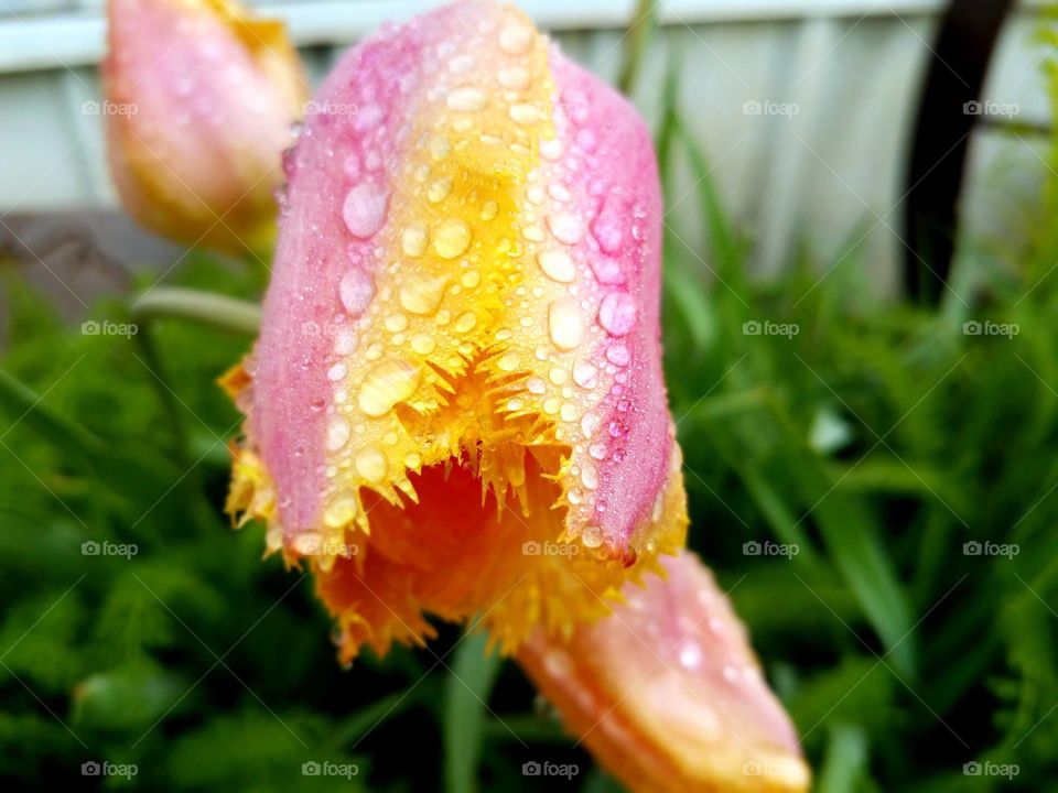 Flowers in our yard with the morning dew