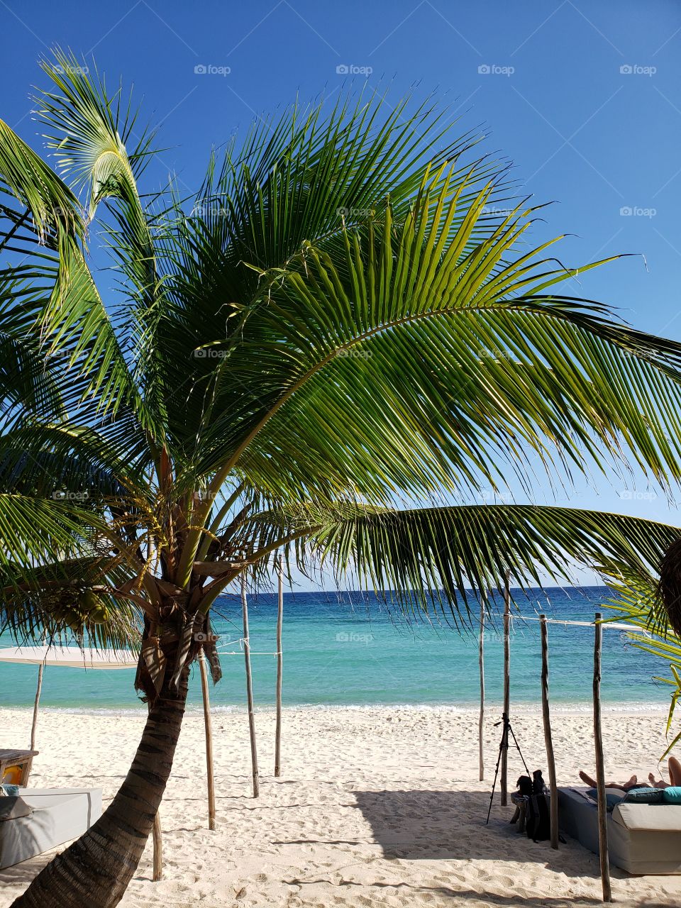 Palm Tree Private Beach Vacation