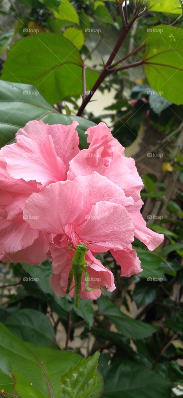 A small grasshopper perched on a hibiscus flower