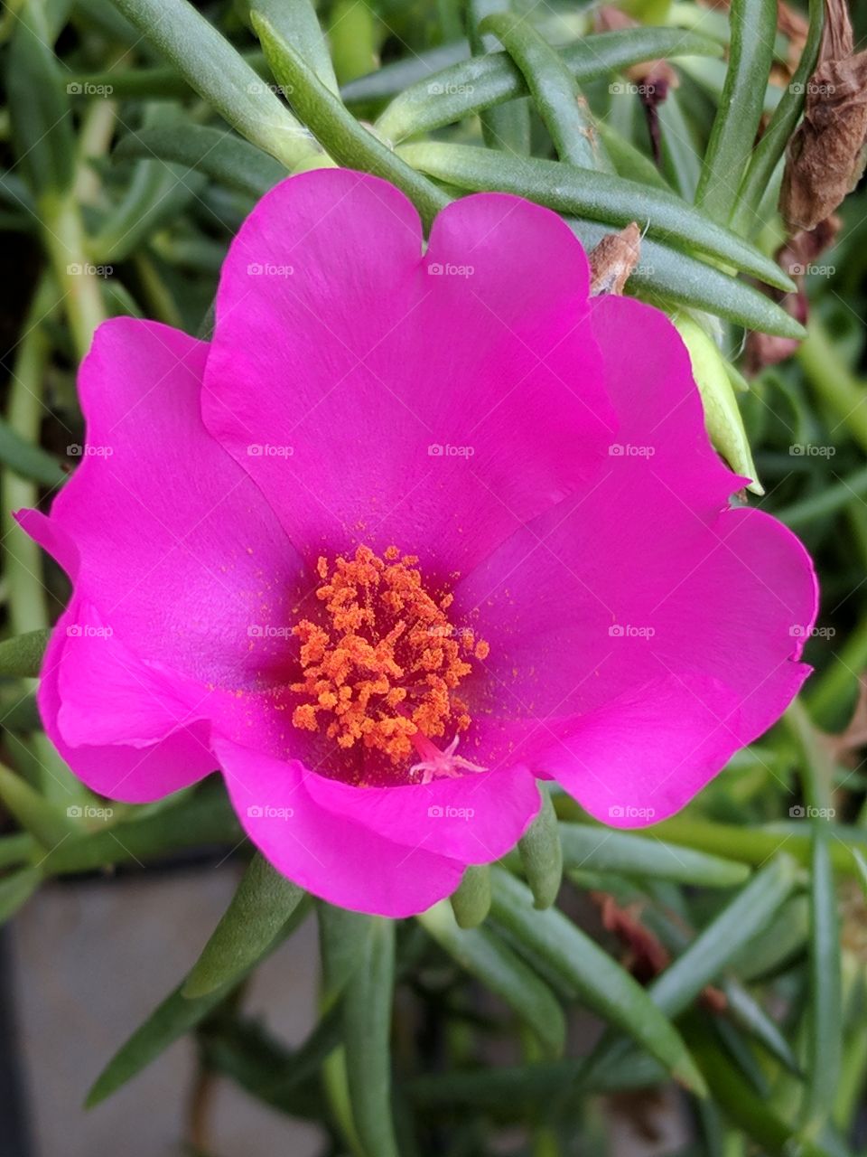 beautiful moss rose