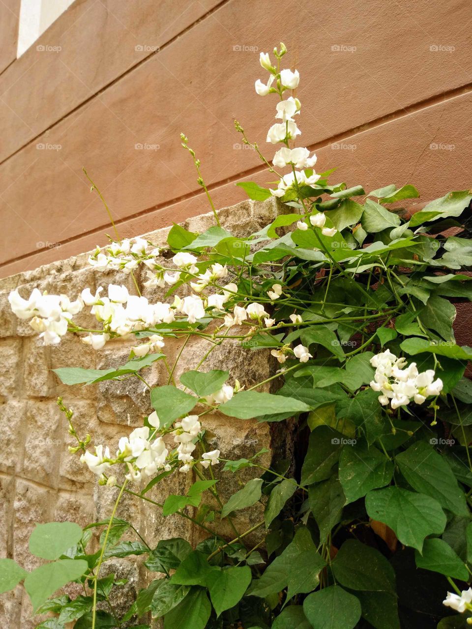 beautiful white tiny flowers