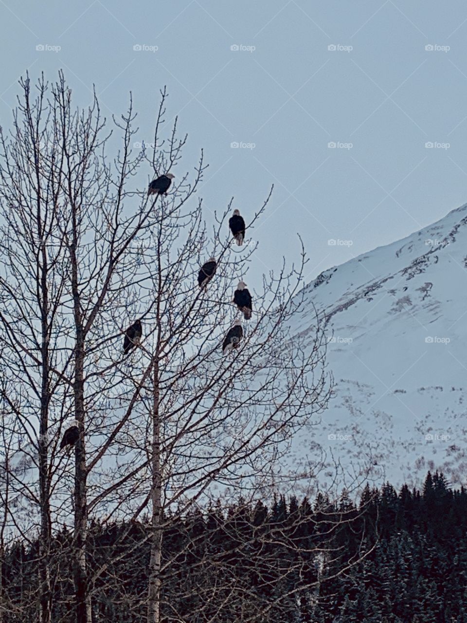 Bald eagles in the tree