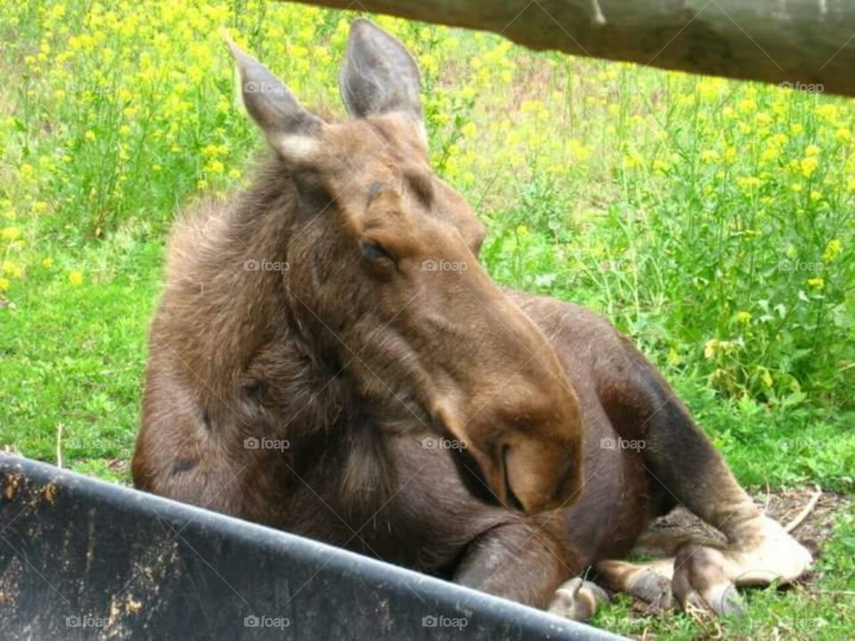 Moose having a nap.