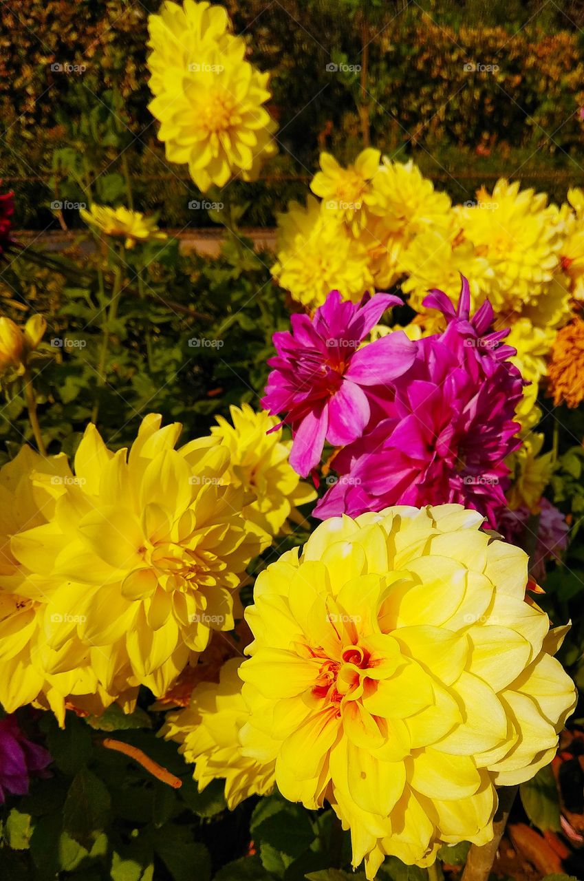 beautiful yellow and pink flowers