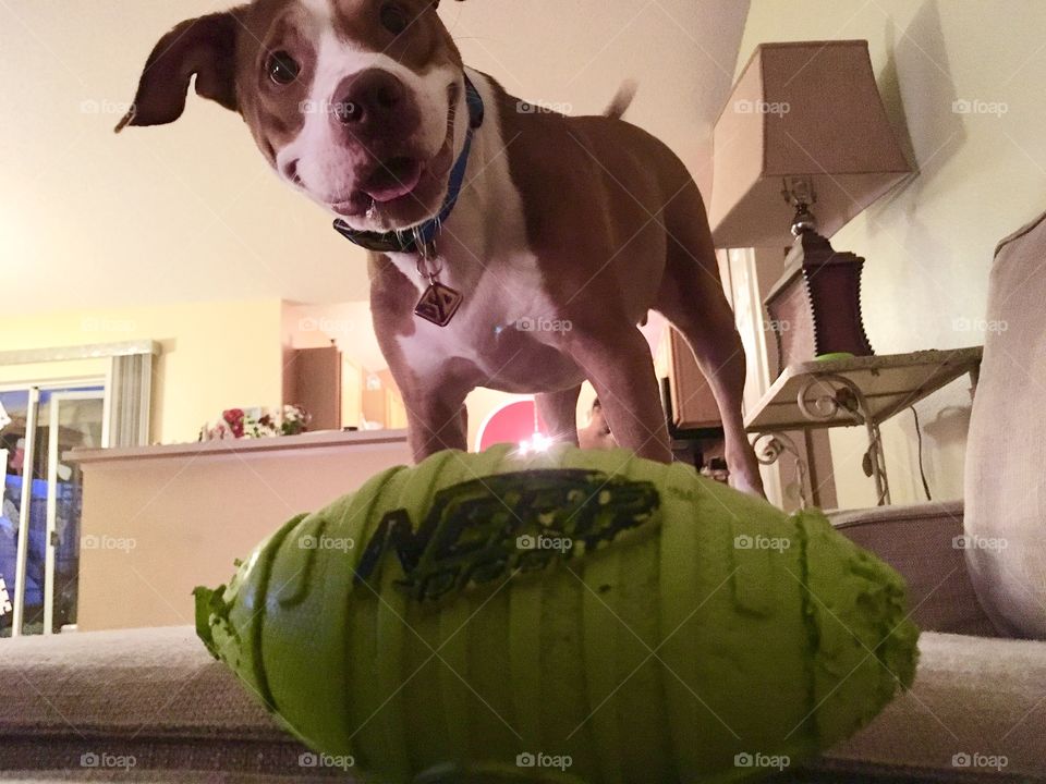 Dog waiting for his Nerf football to be thrown