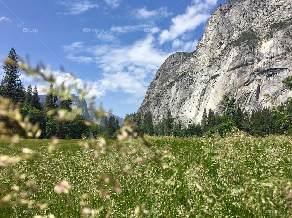 Gorgeous sunny and windy day in the grassy El Capitan Meadow.