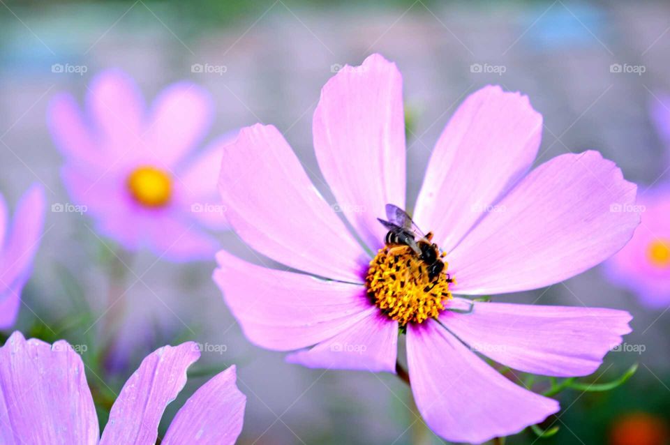 busy bee checking out the pink flower