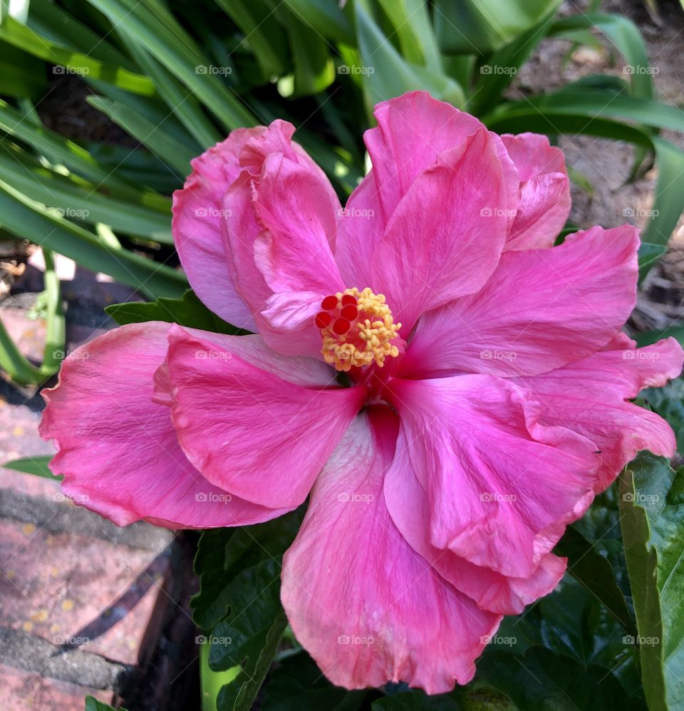 Hot pink hibiscus
