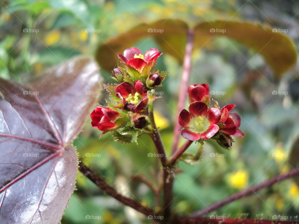 red flower in the garden