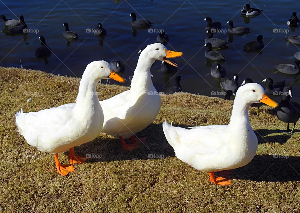 duck