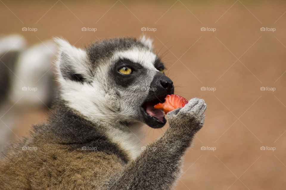 Eating strawberry