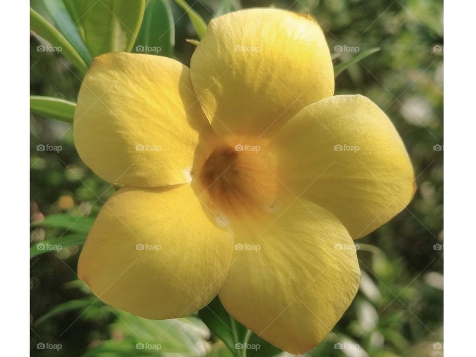 golden trumpet flower