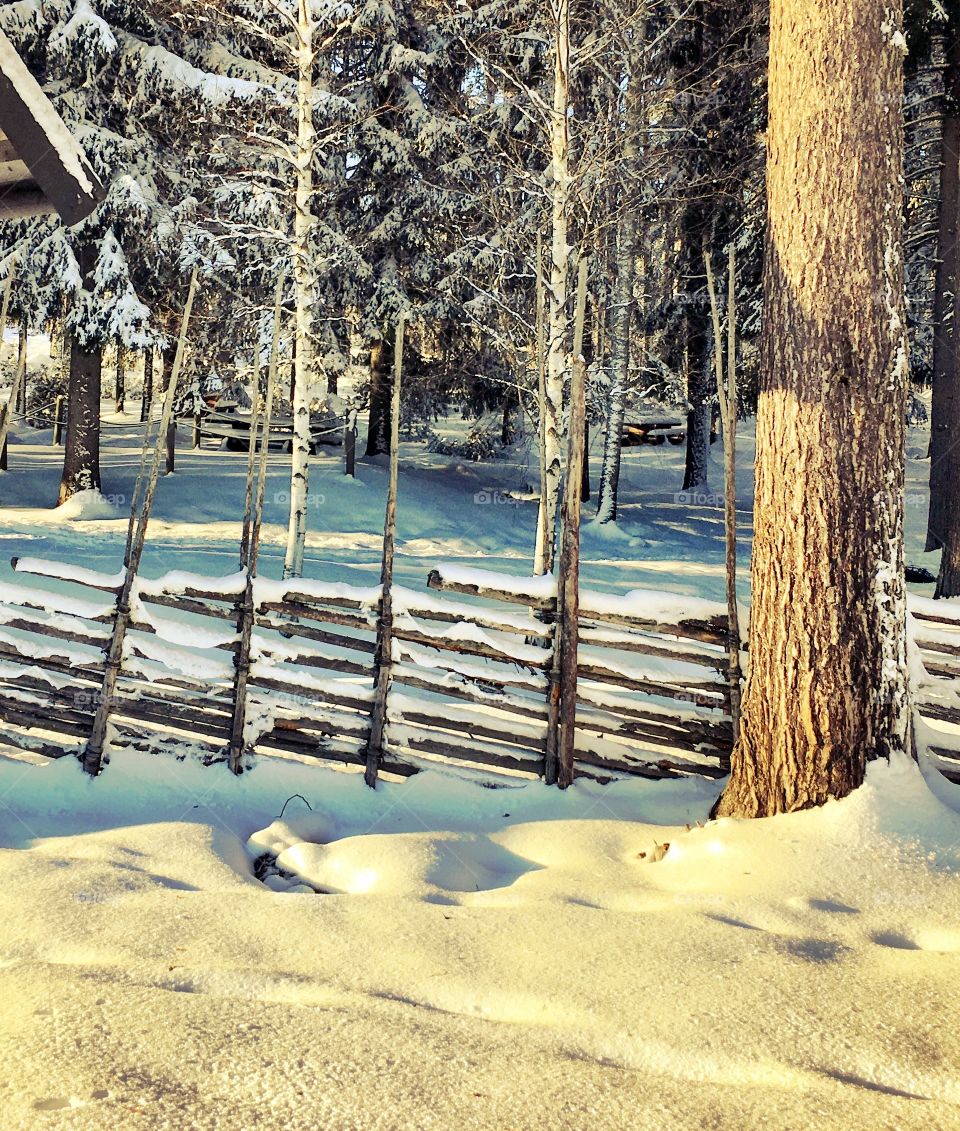 High angle view of snowy forest