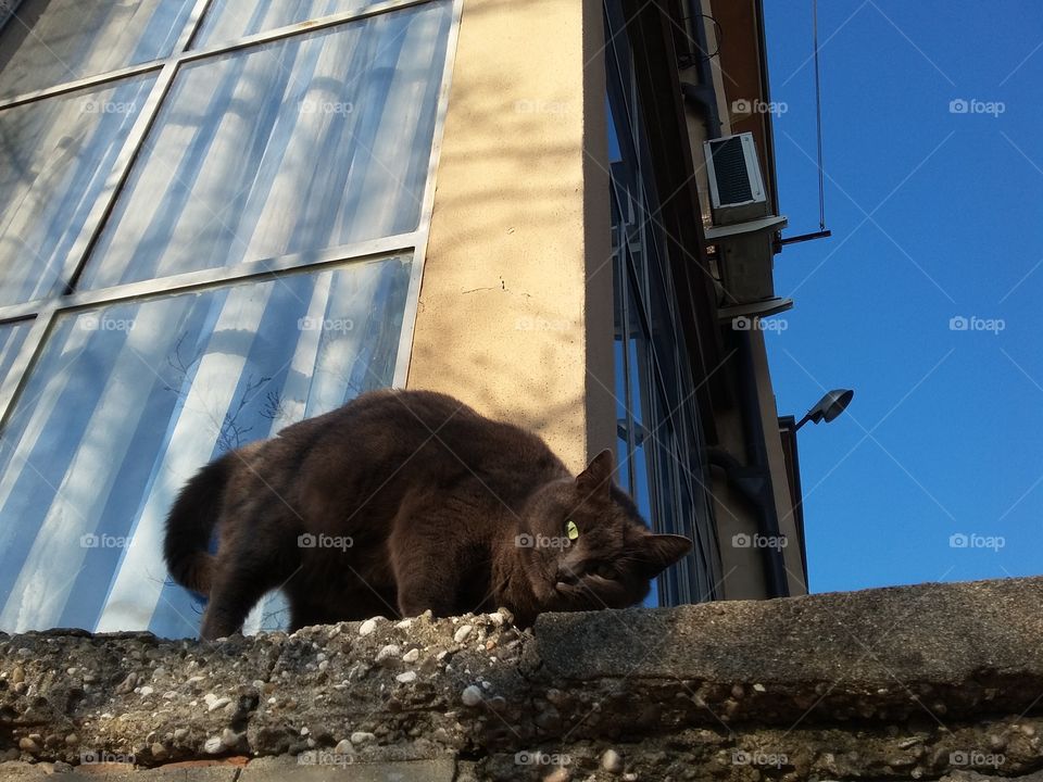 cat rub on window sill