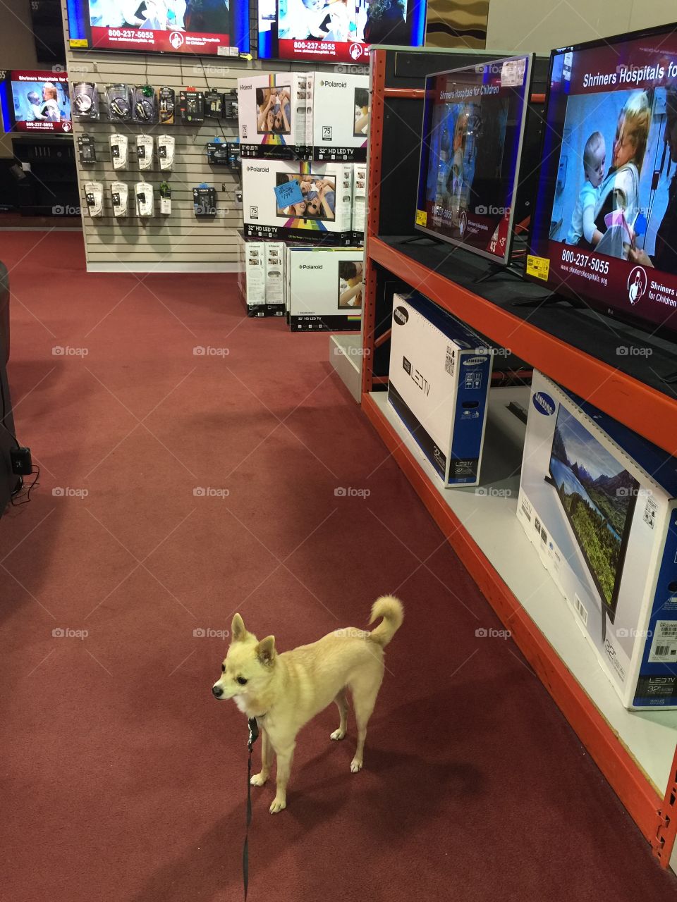 Tv shopping with our dog 