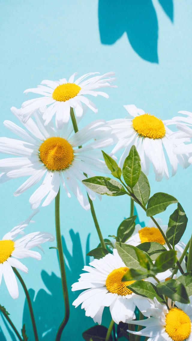 beautiful flowers