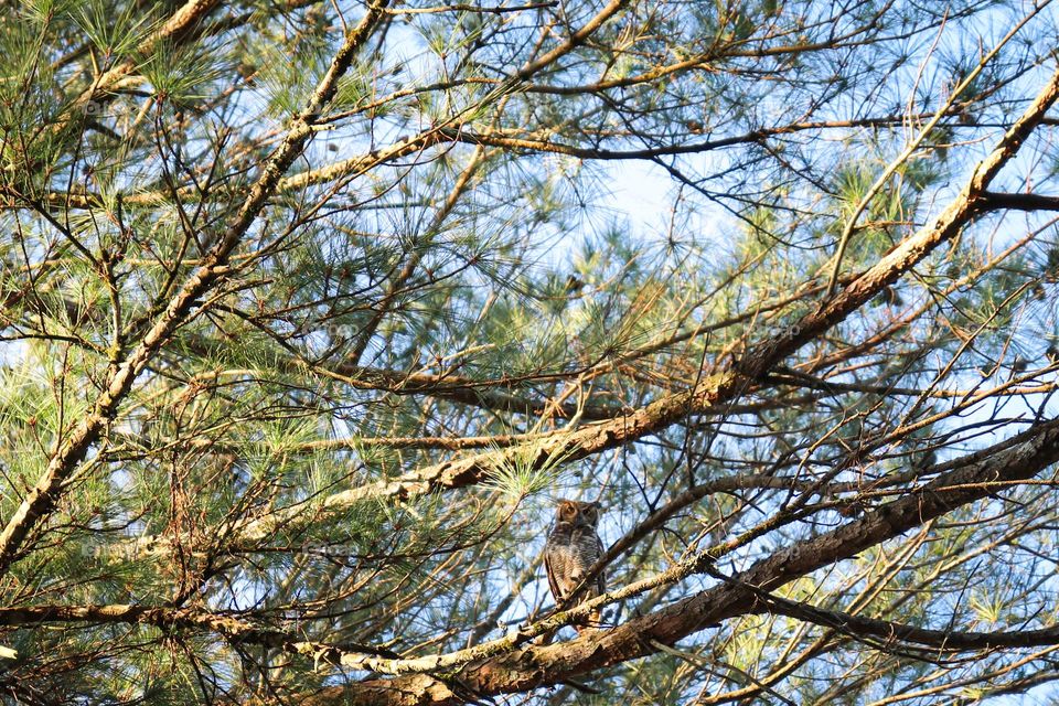 Coruja Jacurutu, a maior coruja brasileira.