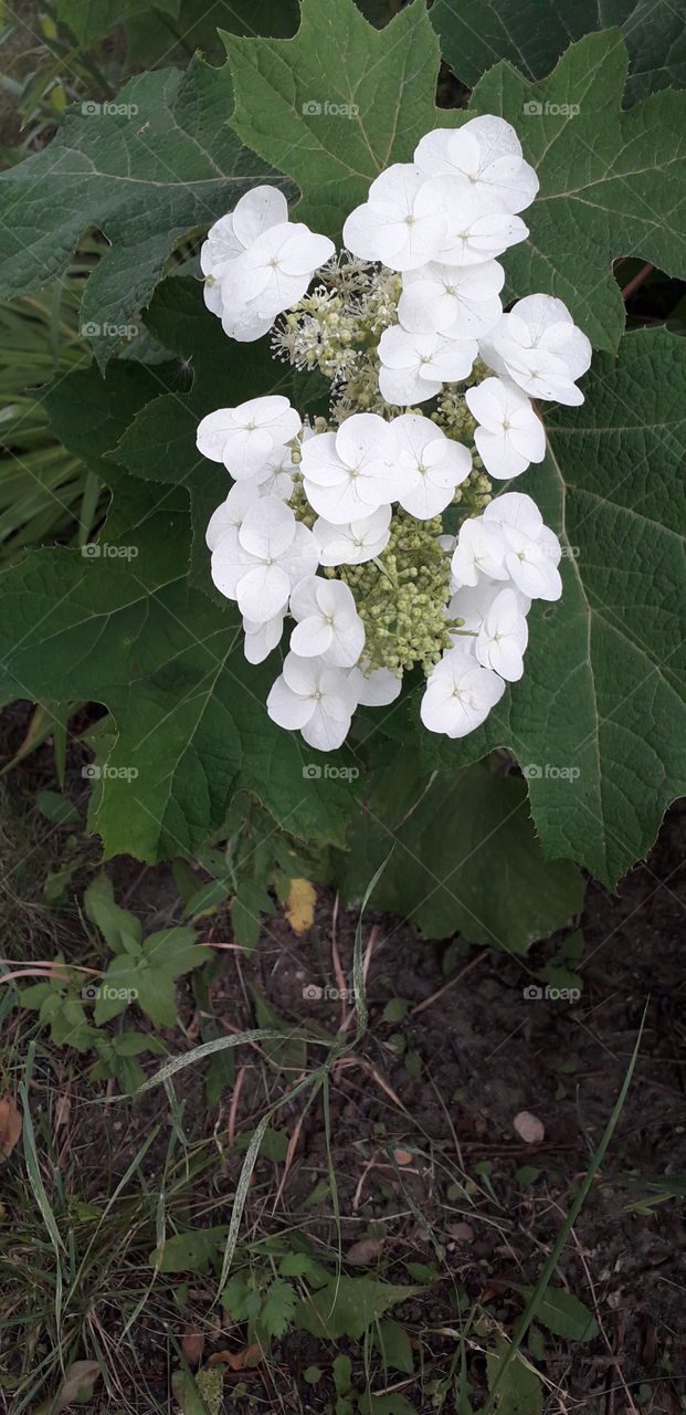 flower of oak-leaved hydrangea