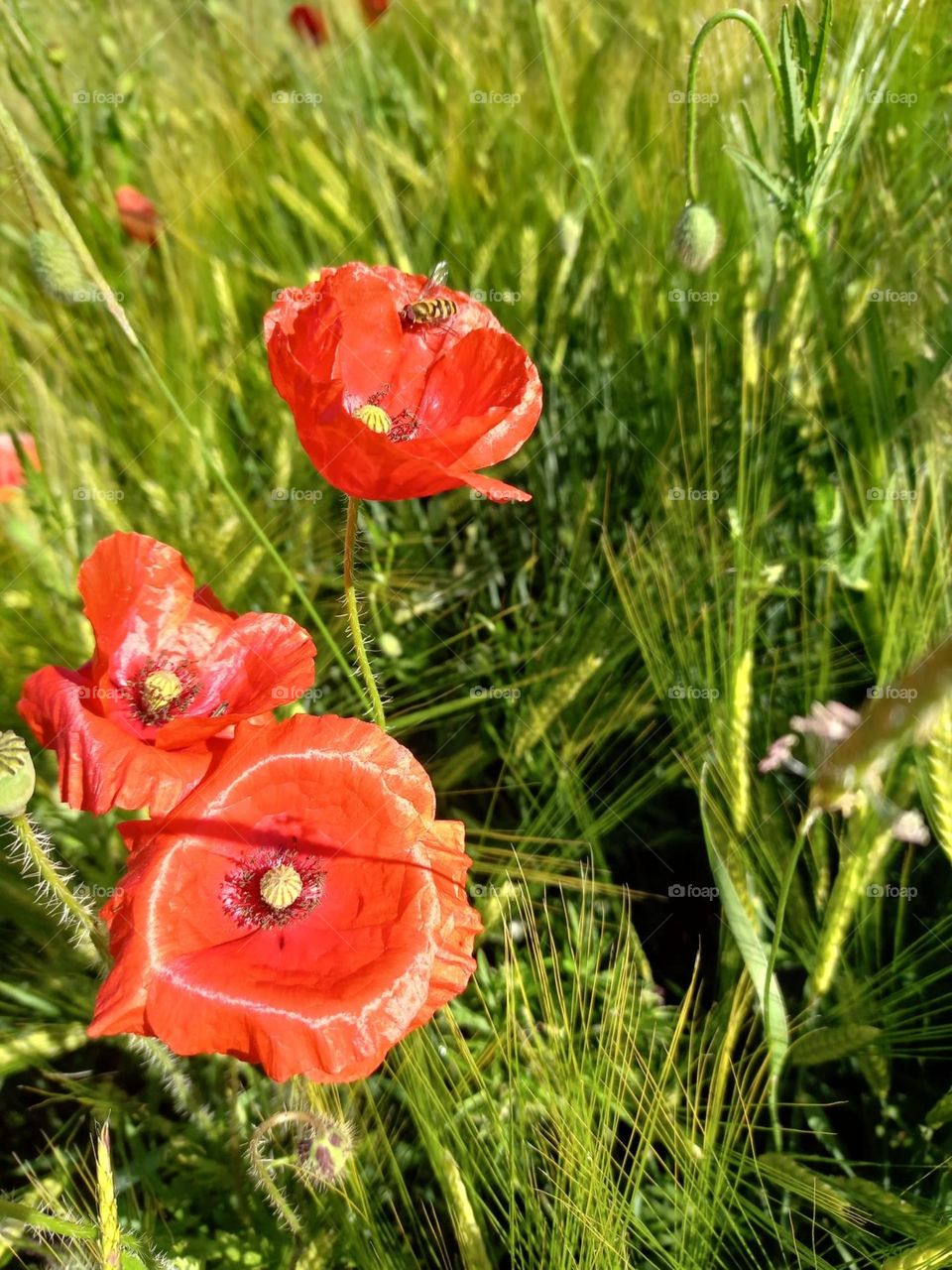 Poppies in a Bavarian Meadow