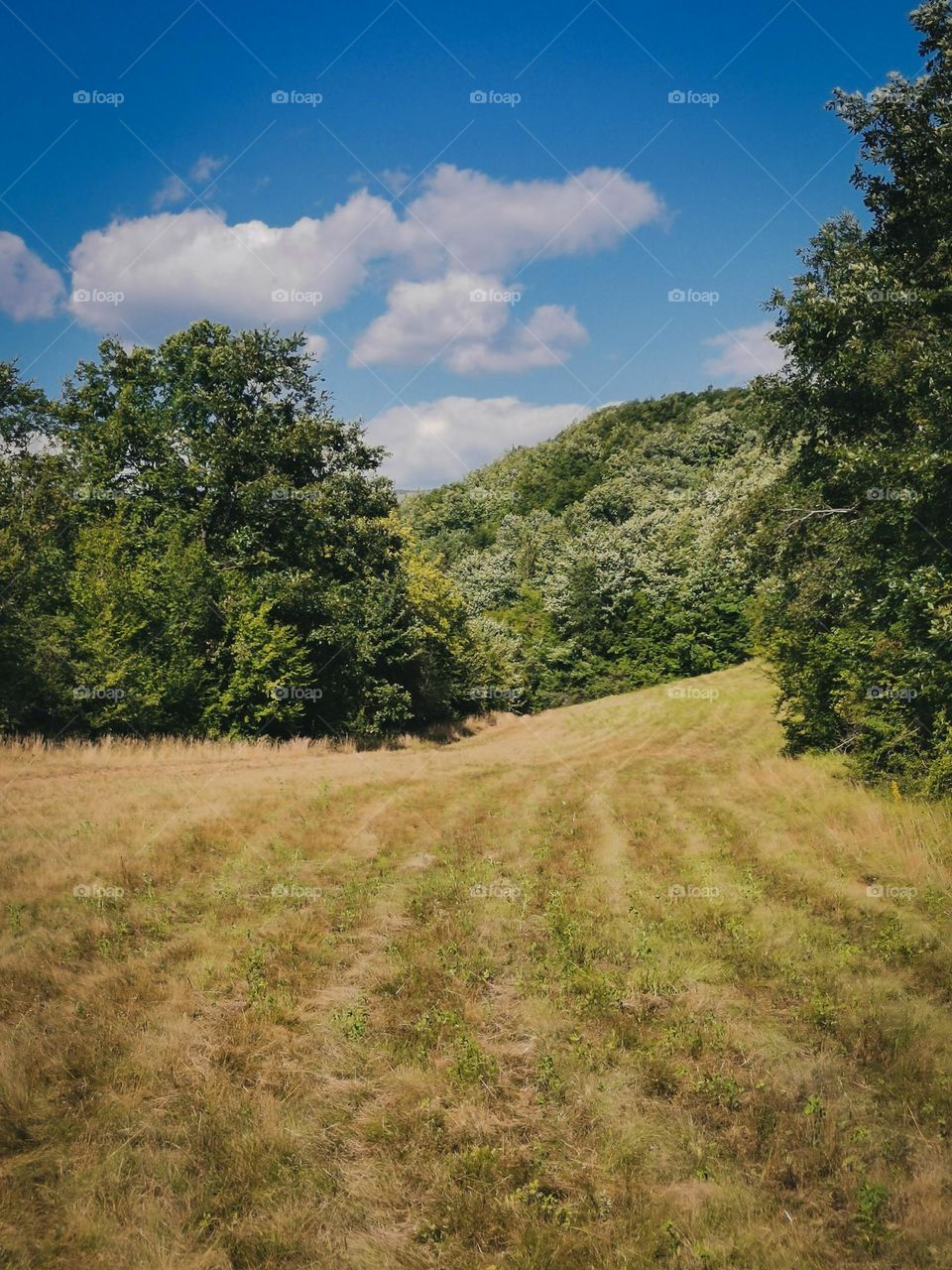 Meadow with trees on a sunny day