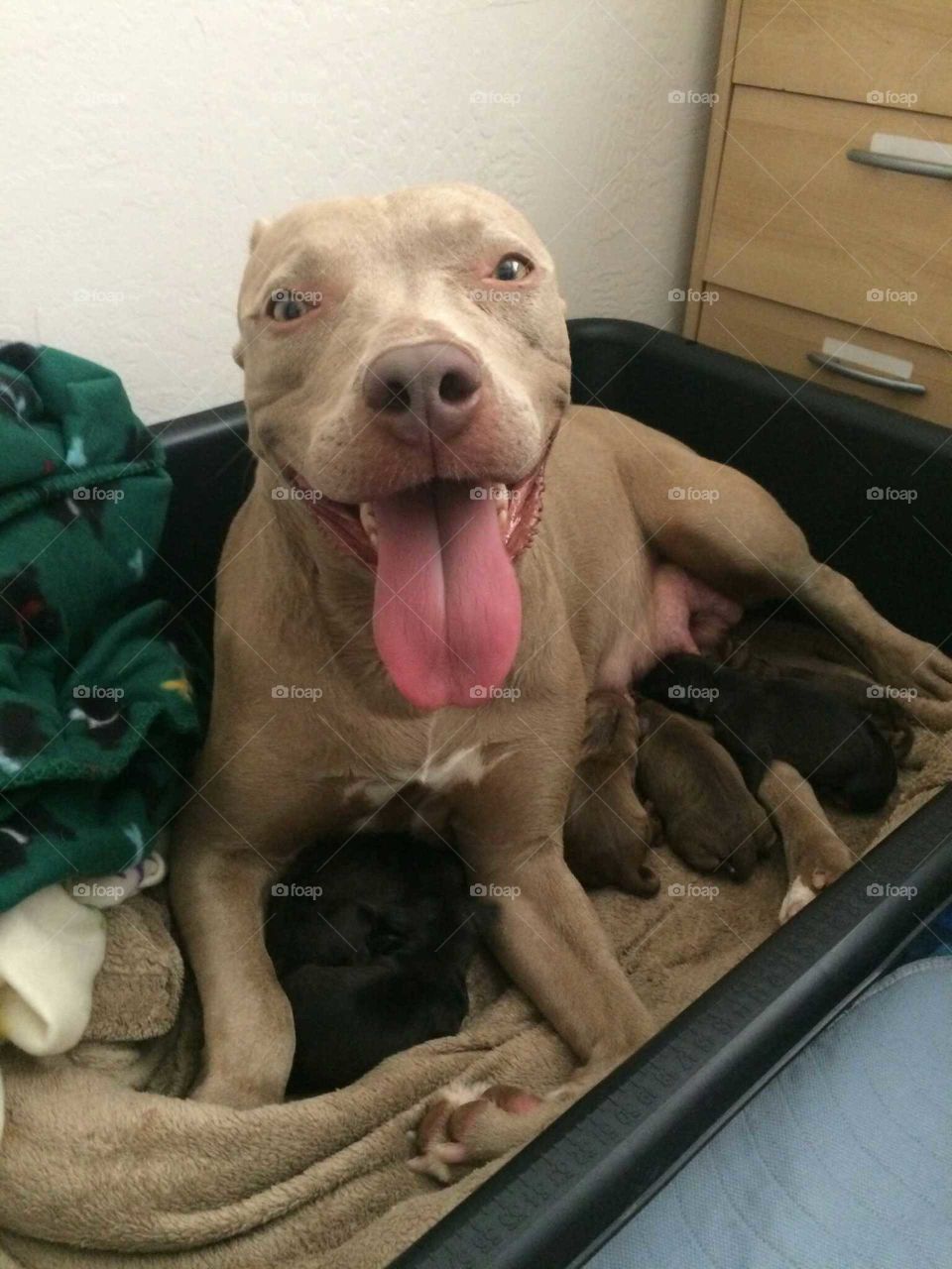 New puppies with mama