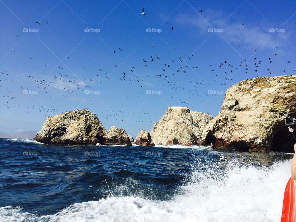 Peru Ocean seagulls