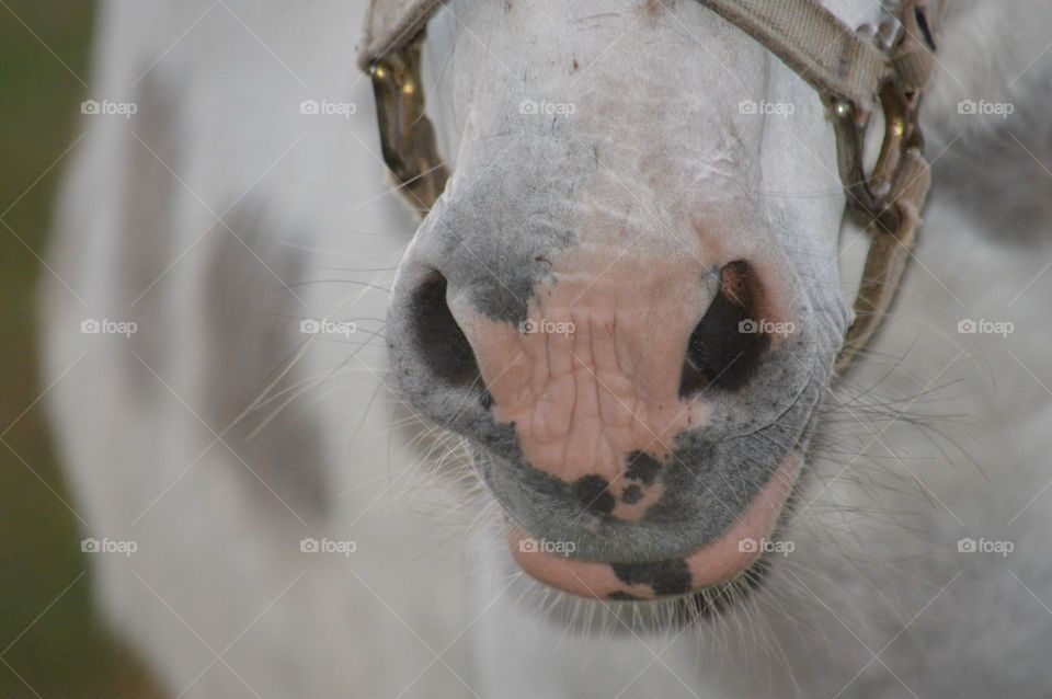 Fat donkey up close photo. 