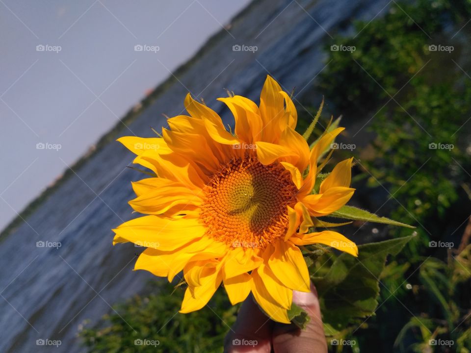 Sunflower braving the wind