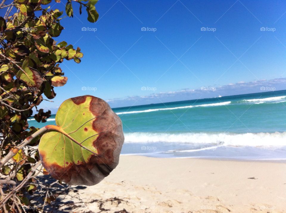 beach windy miami beach mangrove by daflux