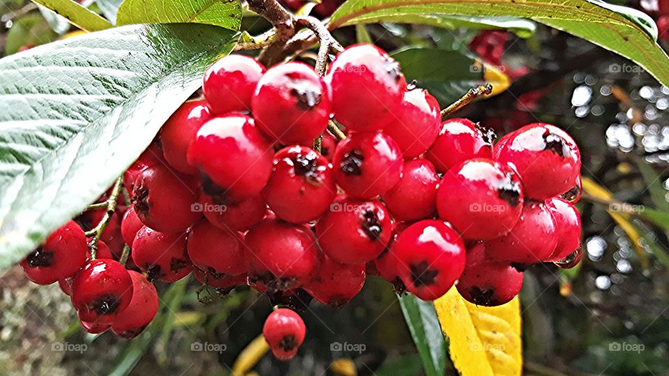 Red Berries