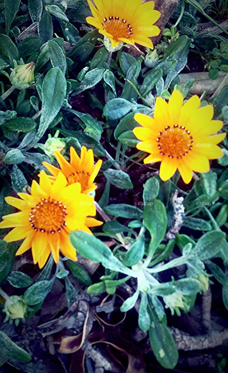 spotted yellow flower