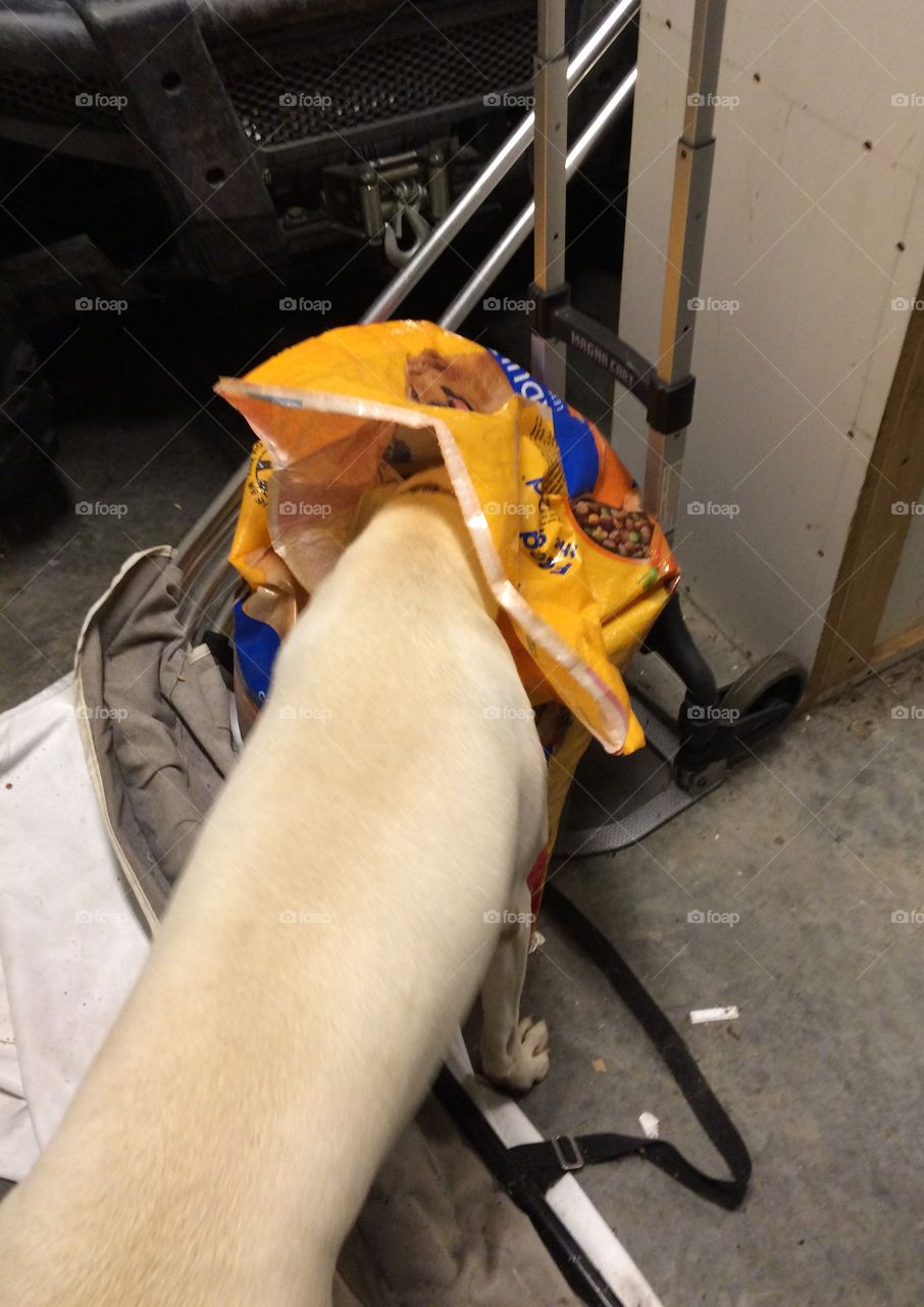 Dog sneaking food from dog food bag