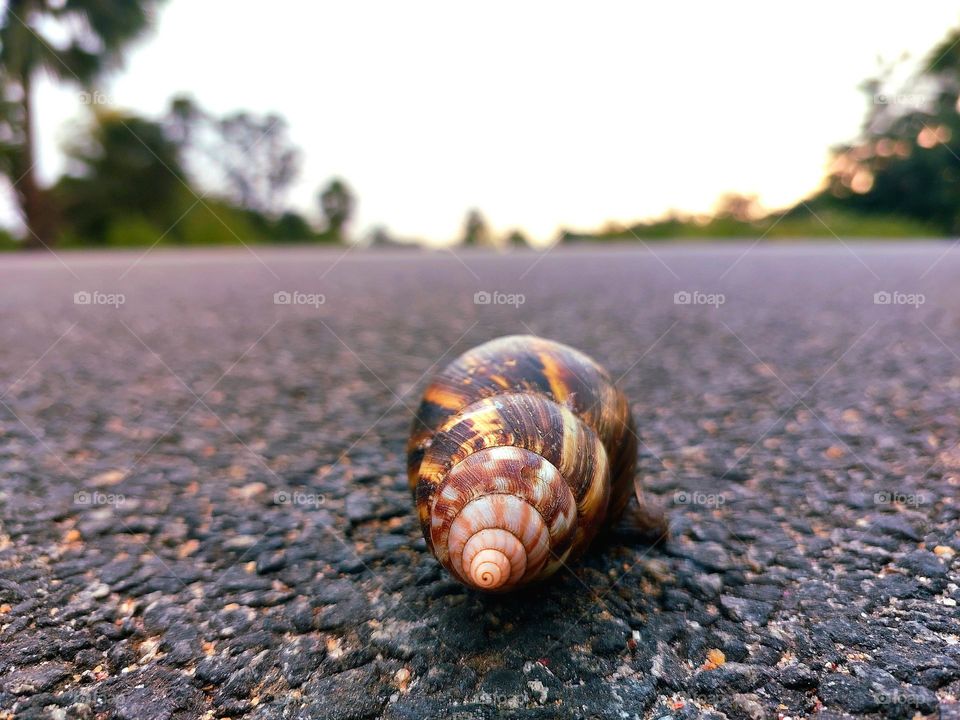 snail shell limicoralia ,slimy animal