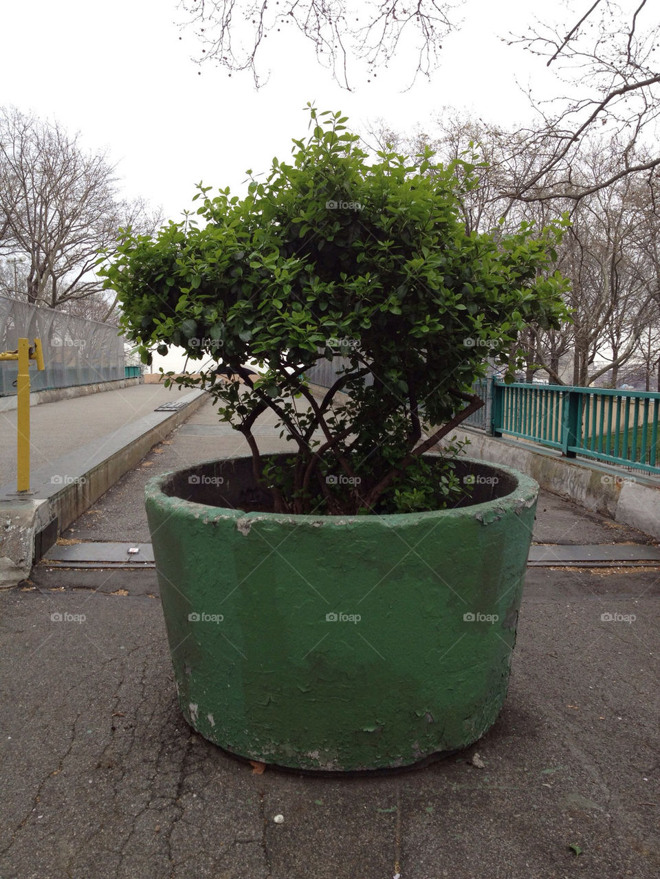 flowers herbs tree trees by nyberskan