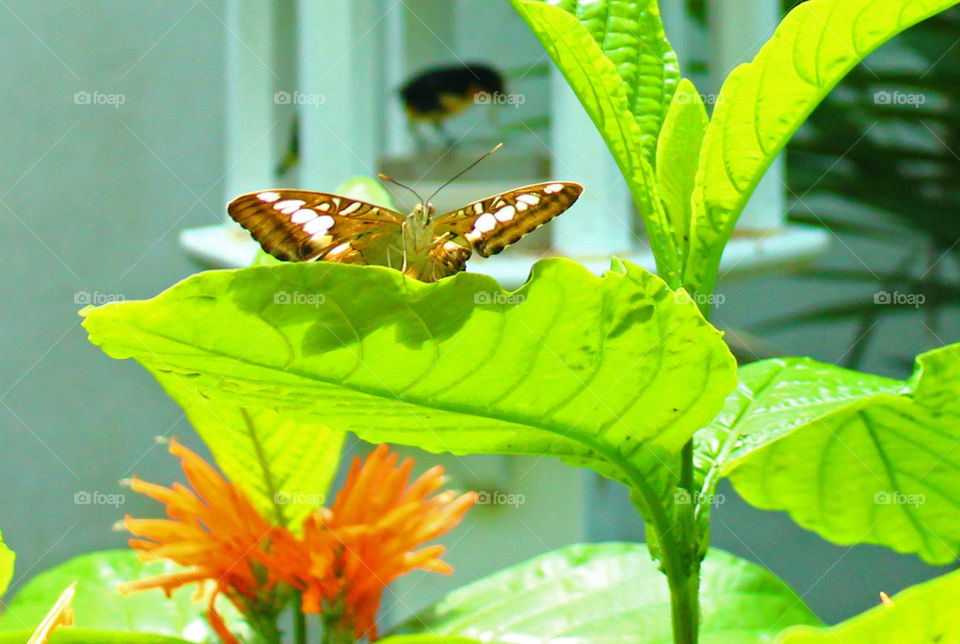 Butterfly garden