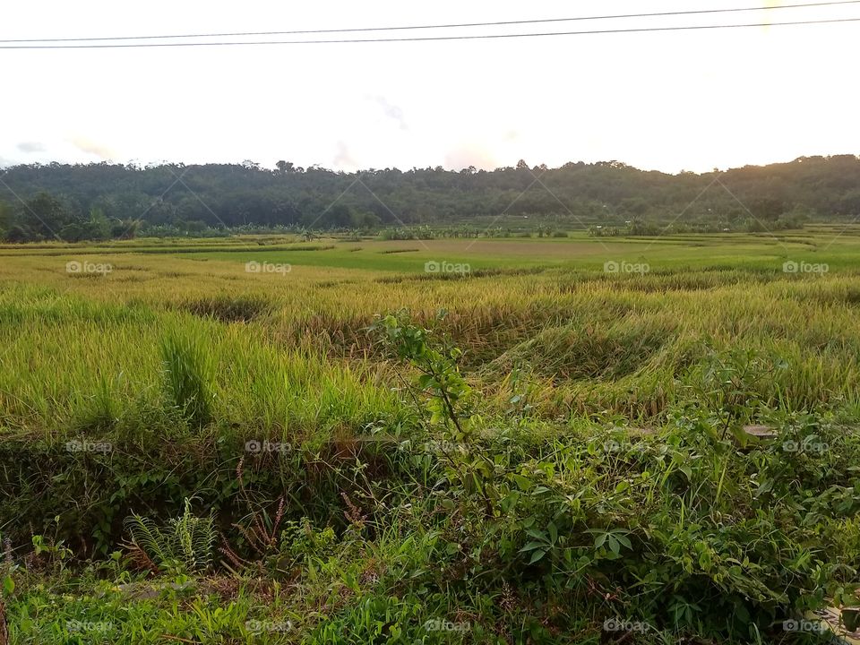 field rice is already to harvest
