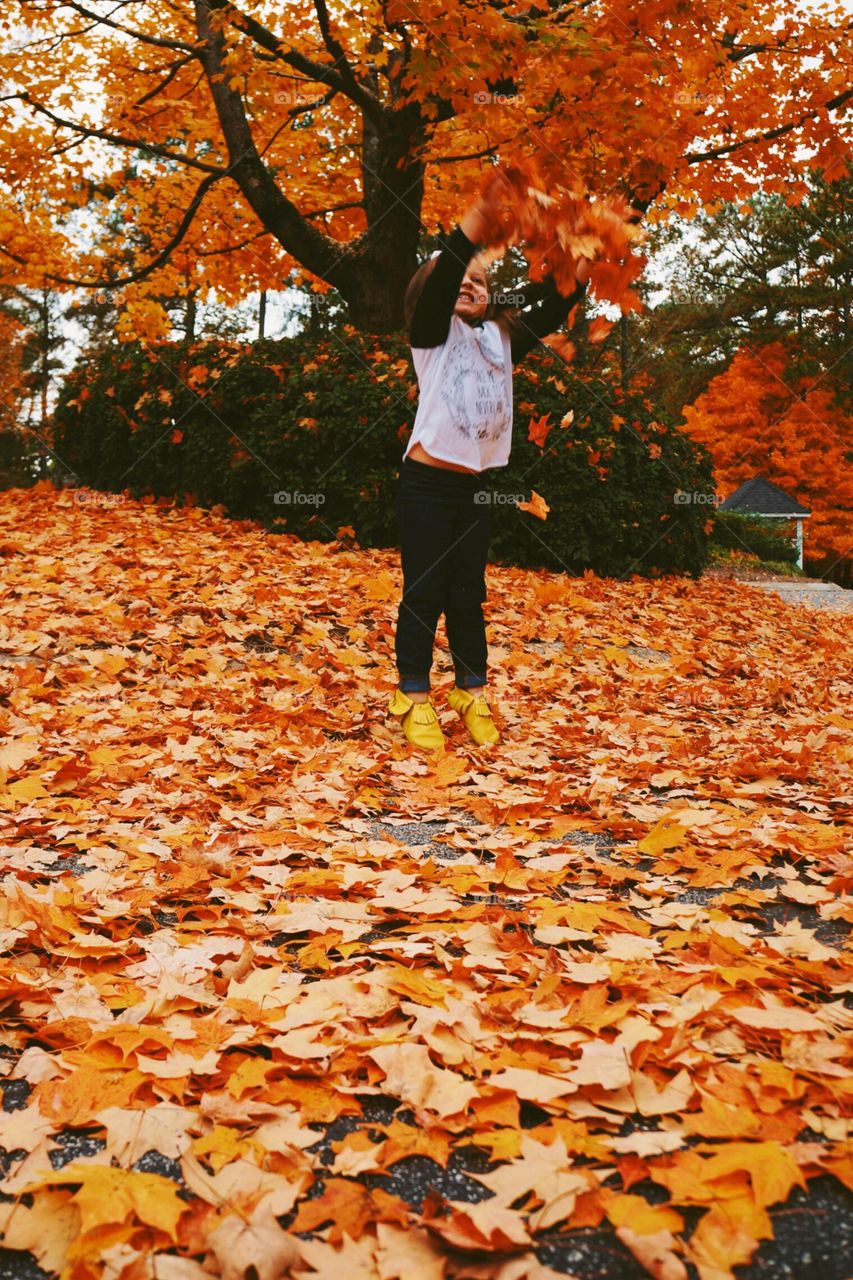 Fall, Leaf, Maple, Tree, Season