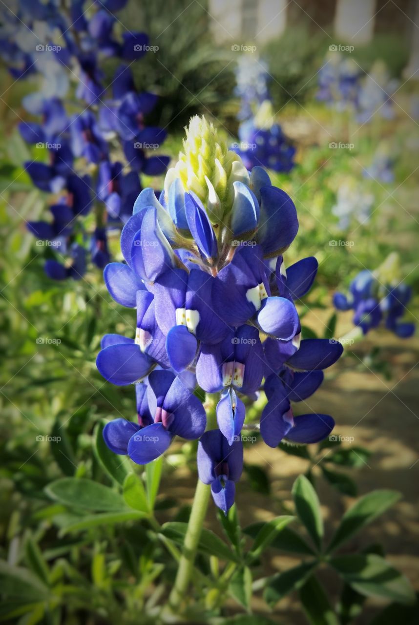 Texas Bluebonnet