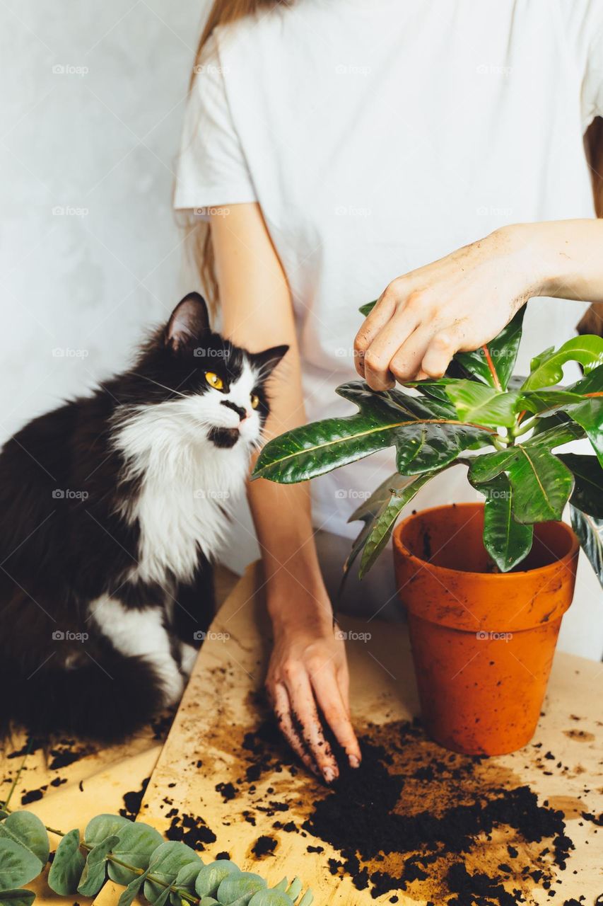 Young woman with black cat pet gardener taking care cultivate kroton plant, transplanting flower. Home gardening, houseplants, freelance. Hipster potting plants in ceramic pot on a counter in spring