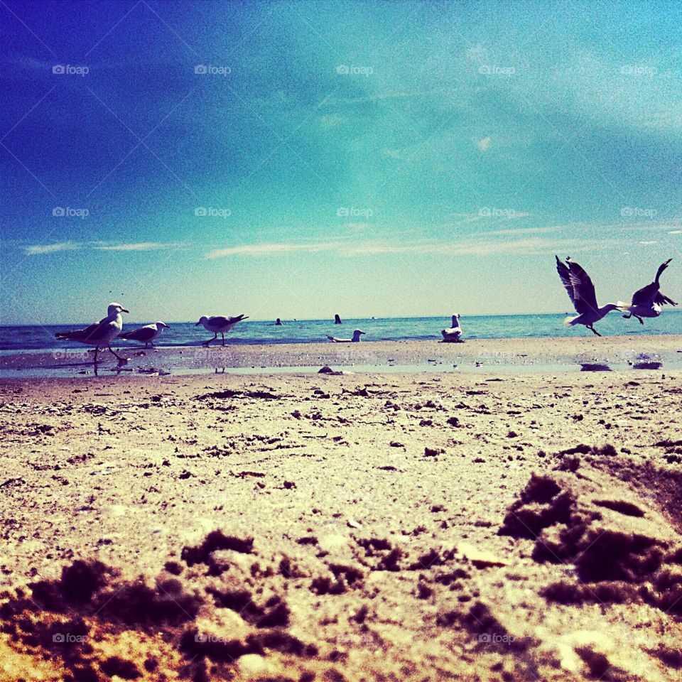 Seagulls at the beach