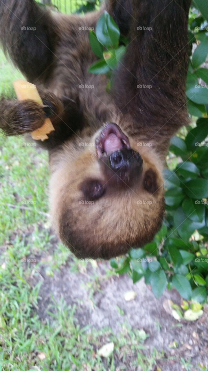 sloth hanging around
