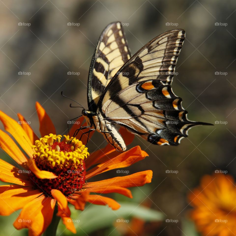 Butterfly Flies away