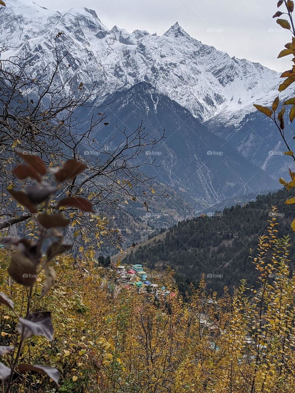 country hemlet by Himalayan lap