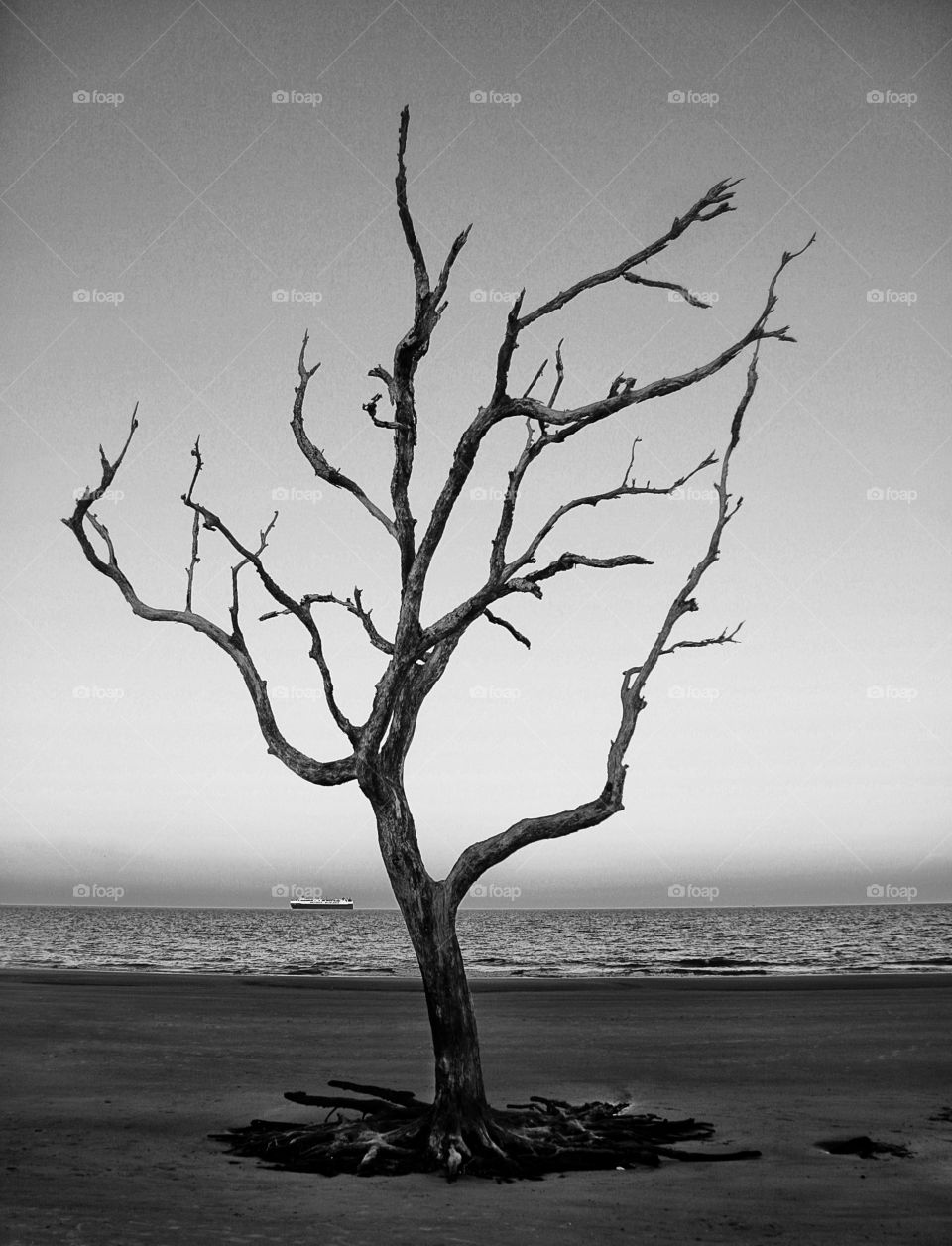 tree on driftwood beach at jekyll island