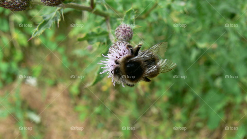 Hummel