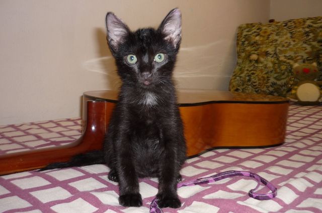 gato